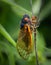 Portrait of a periodical cicada in nature