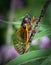 Portrait of a periodical cicada in nature