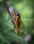 Portrait of a periodical cicada in nature