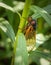 Portrait of a periodical cicada in nature