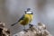 Portrait of a perky looking Blue tit