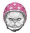 Portrait of Persian Cat with Helmet.