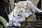 Portrait Persian leopard, Panthera pardus saxicolor sitting on a branch