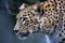 Portrait Persian leopard, Panthera pardus saxicolor sitting on a branch