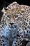 Portrait Persian leopard, Panthera pardus saxicolor sitting on a branch