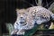 Portrait Persian leopard, Panthera pardus saxicolor sitting on a branch