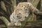 Portrait Persian leopard, Panthera pardus saxicolor sitting on a branch