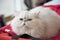 Portrait Persian white cat