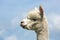 Portrait of a peruvian alpaca in Dutch animal park