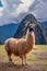 Portrait of the Peruvian Llama alpaca with Machu Piccu mountain.