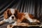 Portrait of a pet baby King Charles Cavalier sitting on a couch in a sunlight kissed home