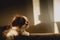 Portrait of a pet baby King Charles Cavalier sitting on a couch in a sunlight kissed home