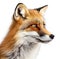 Portrait of Pet Fox - Shot of a Cute little orange Fox on White Background - AI generated