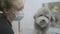 Portrait of the pet groomer in the mask with small gray dog hair in groomers salonclose up. Professional animal haircut