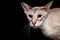 Portrait of Peterbald Sphynx Cat Curiosity Looks on Isolated Black background