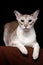 Portrait of Peterbald Sphynx Cat Curiosity Looks on Isolated Black background