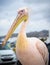 Portrait of Petros the Pelican of Mykonos, Greece