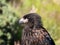 Portrait of Phalcoboenus australis, Striated caracara, Sounders Island, Falkland Islands-Malvinas