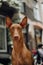 portrait Pharaoh hound dog sit . old town on background