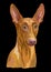 Portrait of Pharaon Dog close up vector illustration