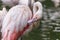 Portrait of Phoenicopteridae - Greater Flamingo