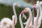 Portrait of Phoenicopteridae - Greater Flamingo