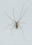 Portrait of Pholcus phalangioides closeup from above