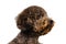 Portrait photo of an adorable black toy Poodle dog on white background