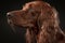 Portrait photo of an adorable Irish Setter dog. Irish Setter closeup view. generative AI