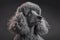 Portrait photo of an adorable Poodle dog. Poodle closeup view. generative AI