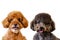 Portrait photo of adorable smiling brown and black toy Poodle dogs on white background