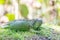 Portrait photo of beautiful green American iguana on the grass in mini zoo in Miri town.