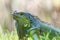 Portrait photo of beautiful green American iguana in mini zoo in Miri town.