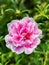 portrait photo of a beautiful ornamental plant called rose purslane or rose moss