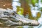 Portrait photo of a crocodile in the pond at the crocodile farm