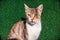 portrait photo of a fluffy Mau cat isolated on green background.