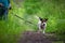 A portrait photo of a jack russell terrier in the woods, full profile. Photo with blurred background and blurred light.