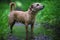 A portrait photo of a jack russell terrier in the woods, full profile. Photo with blurred background and blurred light.