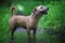 A portrait photo of a jack russell terrier in the woods, full profile. Photo with blurred background and blurred light.
