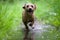 A portrait photo of a jack russell terrier in the woods, full profile. Photo with blurred background and blurred light.