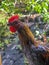 Portrait photo of a rooster ayam kampong