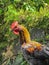Portrait photo rooster posing candidly facing the front