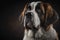 Portrait photo of an Saint Bernard dog. Saint Bernard closeup view. generative AI