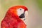 Portrait photo of a Scarlet Macaw