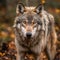 portrait photo of a wolf in a natural environment in the rain,generated with AI.