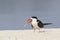 Portrait photograph of Caspian tern