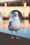 Portrait photograph of Roman seagull in Rome, Italy