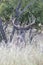 Portrait photograph of a wide spread whitetail buck looking over field