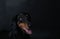 Portrait photography of a beautiful doberman pinscher