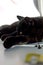 Portrait photos of a black domestic cat on a windowsill